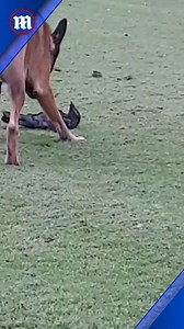 43K views · 1.5K reactions | This is one unique friendship!  | Daily Mail Video | Facebook