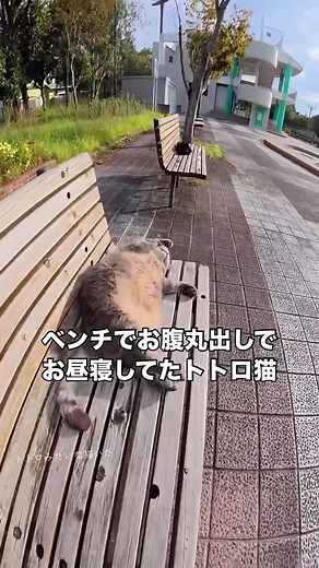 トトロみたいな猫がいた｜可愛すぎるトトロ猫動画