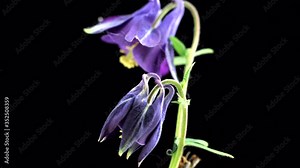 Aquilegia vulgaris blooming flowers. Close up of a bunch of opening blue Columbine flower time lapse. Isolated on black background. Easter Wild spring wildflower extreme closeup, open flower. 4K UHD Stock Video