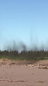A swarm of midges invaded a beach on the Acadian Peninsula on Sunday, and a biologist says cold spring weather is to blame. Read more: www.cbc.ca/1.5170380 | Follow us: www.cbc.ca/nb