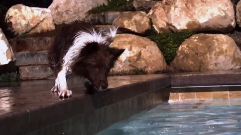 Dogs in Slow Motion 1000fps