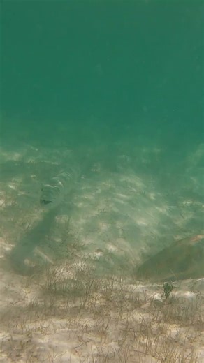 Those teeth are HUGE! #barracuda #youtube #diving #snorkeling #laurensarasua