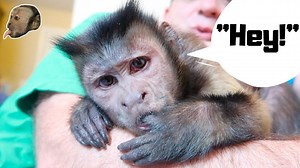 165K views · 9.1K reactions | MonkeyBoo grooms and talks to his pet human Pete! Hear him say "hey" and even suck his finger like a baby! MonkeyBoo is SO CUTE! Always like and SHARE MonkeyBoo with a friend! | MonkeyBoo | Facebook