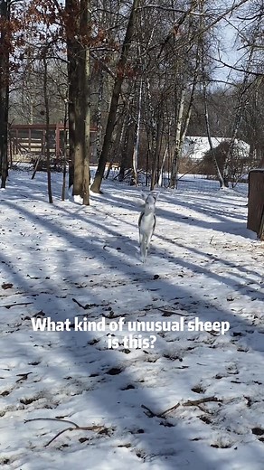 Fascinating Unusual Sheep Breeds You Should Know
