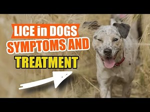 🐶LICE in DOGS - 🐦Symptoms and Treatment