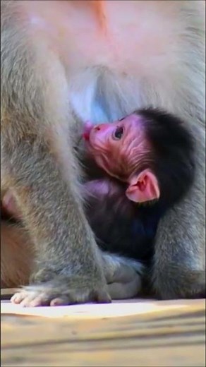 Cute newborn monkey showing tongue and asking for milk