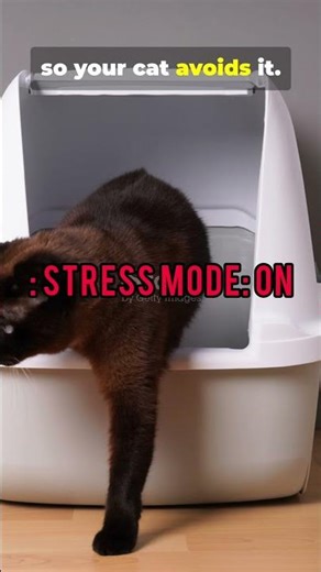 Why Is My Cat Peeing in My Plants?! 🤖🌱