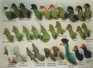 Turaco - Alchetron, The Free Social Encyclopedia