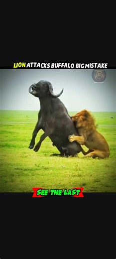 ONE LION VS AN ANGRY BUFFALO HERD – UNBELIEVABLE END #lion #buffalo #viral #trendingshorts #animals