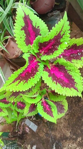 Nature paints better than any artist 🎨🌿#coleus #plantshorts #nature #shorts #plants #natureclips