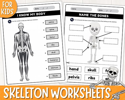 Printable Human Skeleton Labelling Worksheets | Label the Bones Activity | Skeletal System | Label the Human Skeleton System | PDF - Etsy