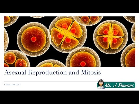 Lesson Video - Asexual Reproduction and Mitosis
