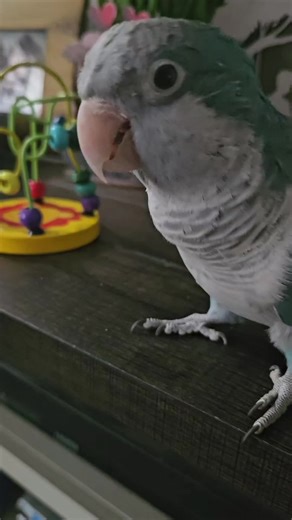 Bird Parrot Toys #birds.#parrot #birdtoys #pets #petsupplies | bird toys