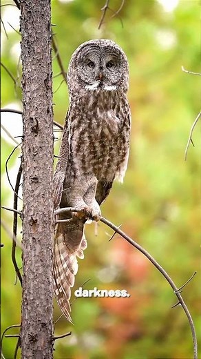 🦉 Master of Camouflage – The Great Grey Owl | Very Fast Documentary