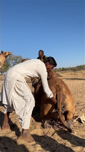 ما هذه الشيء؟ جسم عالق يحاول المالك إخراجه من الناقة