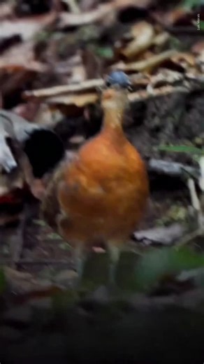Povos tradicionais | 🐦🌿 Nova espécie registrada no Parque Nacional da Serra do Divisor! Pesquisadores identificaram o Sururina-da-serra (Tinamus resonans), uma... | Instagram
