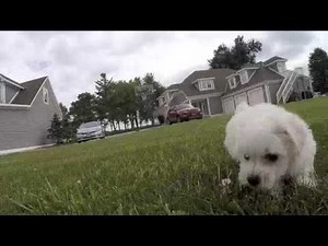 yorkiepoo and maltipoo puppies
