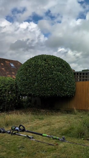 I love to shape trees #gardening #gardener #garden #tree #trees #topiary #oddlysatisfying #transformation #landscaping | Gary Hall Garden Services