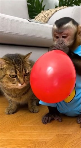 Monkey’s Big Balloon Fail 😂🎈… and the Cat Was NOT Ready