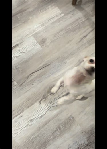 Meet Ariel! This sweet, gentle puppy likes to take new things slow while she builds confidence. She can be a bit shy at first, but once she feels safe, Ariel turns into a playful, cuddly little shadow who loves being close to her people. Ariel is a small mixed-breed pup (about 9 lbs) who enjoys other dogs, cats, and has done well with kids. She’s crate trained, doing well with potty training, and will thrive in a patient, loving home that lets her blossom at her own pace. Ariel is spayed, vaccin