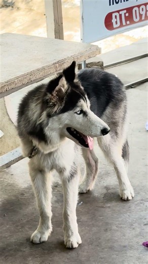 Funny Husky Talks Back Like a Naughty Student | Talking Husky Arguing With Owner