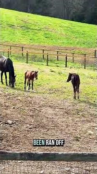 Foals and mamas showing off their personalities—it’s the sweetest field you’ll ever see
