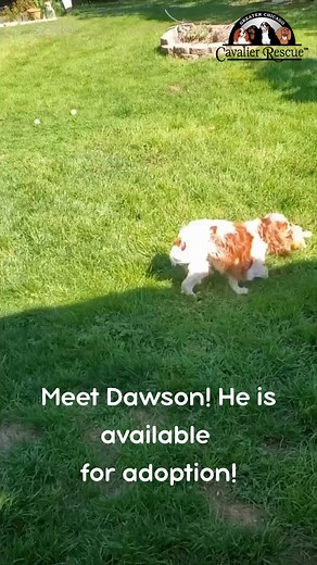Meet Dawson! He is available for adoption! Visit our website to fill out an adoption application! #CavalierKingCharlesSpaniel #Cavalier #ckcs #dogrescue #rescuedog #cutedog #dogsarefamily #furbaby #availableforadoption | Greater Chicago Cavalier Rescue