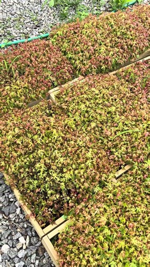 Future Japanese Maple Rootstock For Grafting