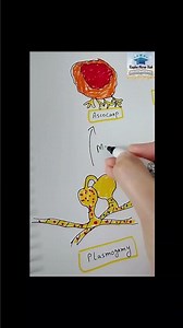 plasmogamy to ascocarp #trending #shorts #viralshorts #microbiology