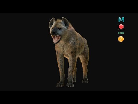 Hyena Rig || Autodesk Maya || Xgen || Redshift