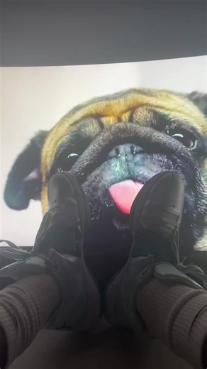 #dog #fyp #doggo #cool