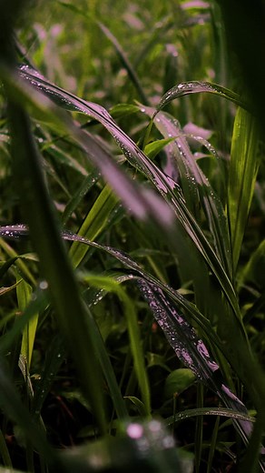 Typhoon Carina: Heavy Rain Sounds in the Philippines