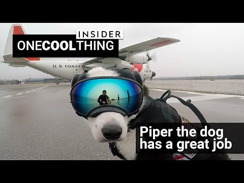 This dog chases birds at the airport for a living | One Cool Thing