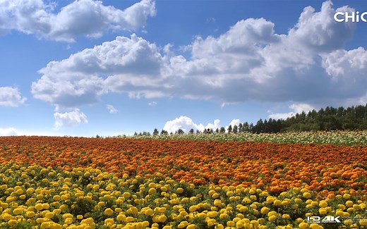 北海道花海 4k h265编码硬解测试