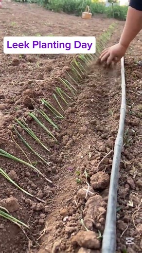 Leek Planting Day