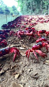 4.5K views · 273 reactions | Decorating Christmas Island red for...