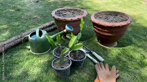 Planting Dragon Fruit Plants in Containers