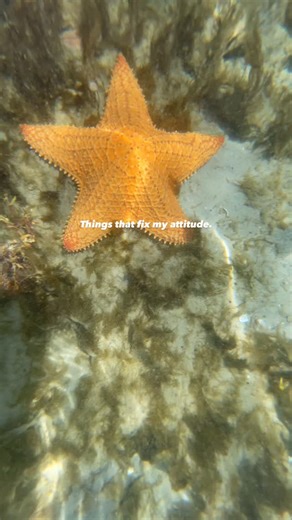 Florida will fix a bad attitude real fast 🐚☀️🌊🌴 #finestfloridabeaches #florida #floridaproblems | Finest Florida Beaches