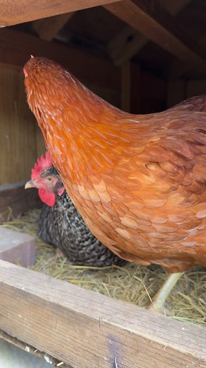 75K views · 2.8K reactions | Rita’s in the nesting box, and her friend showed up singing the egg song  so sweet! 諸 | My lovely Animals | Facebook