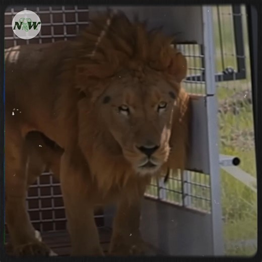 [Video] Behind the Curtain: The Realities of Circus Life for Animals—[Full story in cᴑmments]👇 | Nature and Wildlife TV