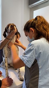 Les prises de sang à la jugulaire nous permettent de garder les veines des pattes saines au cas où un cathéter devrait être posé en urgence 🙏 De plus, le débit est plus important à la jugulaire donc la prise de sang est plus rapide 😉 Prenez rendez-vous sur : 👉 www.familyvets.fr 👉 01.70.08.64.00 | Sevetys