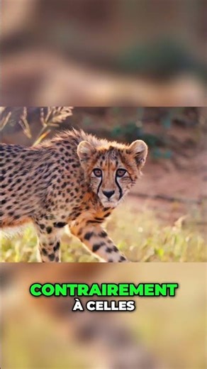 Guépard: Le Secret de Sa Vitesse Foudroyante Expliqué! #shorts