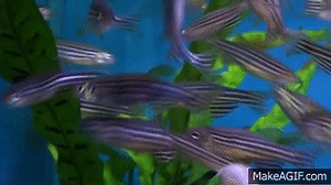 Zebrafish / Zebra Danio (Danio rerio) - Tropical Fish on Make a GIF