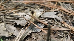 1.3K views · 43 reactions | Look, but don’t touch! The hairs of a tussock moth caterpillar can cause skin irritations. Have you seen caterpillars in your yard? #backyardnature Video Credit: Katelin Cross | Mississippi Museum of Natural Science | Facebook