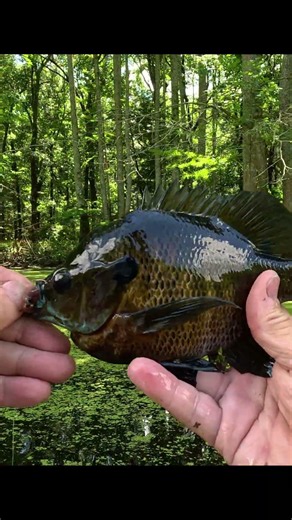 Can't stop catching bluegill #fishing #fishyanker #shorts