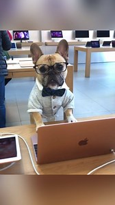 A compilation of our 15 second viral video challenges | Gus Gus In The City