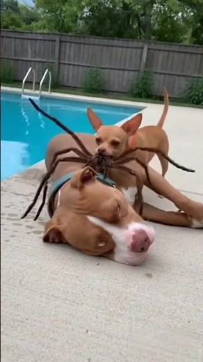 Funny Shorts of Chihuahua vs. Pitbull #funnypets