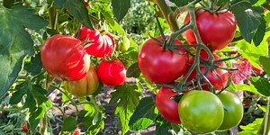 A Gardener Explains the Five Essential Stages of Tomato Growth