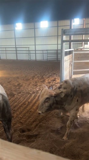 #Learning & Exposure for Young Buckers. It isn’t about fear success is about training & time. #bull