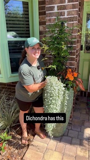 This spiller plant quietly steals the show!